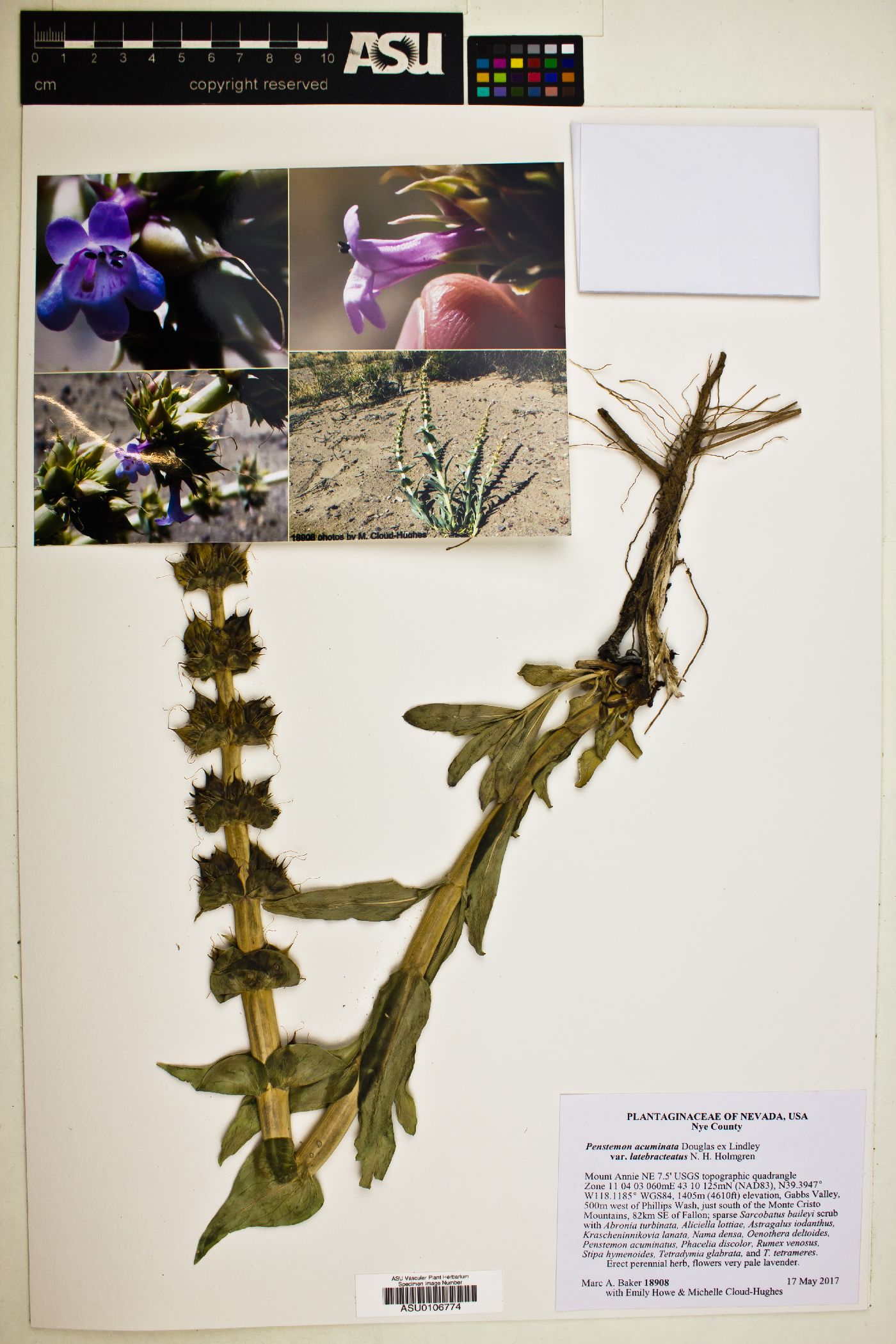 Penstemon acuminatus var. latebracteatus image