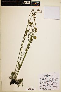 Hymenopappus filifolius image