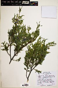 Juniperus scopulorum image