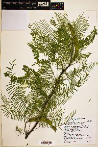 Prosopis chilensis image