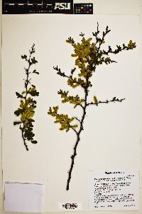 Vachellia rigidula image