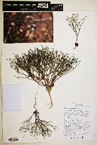 Aliciella leptomeria image