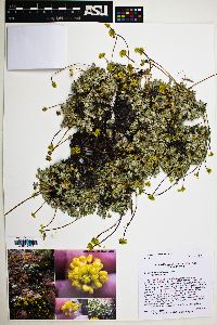 Eriogonum caespitosum image