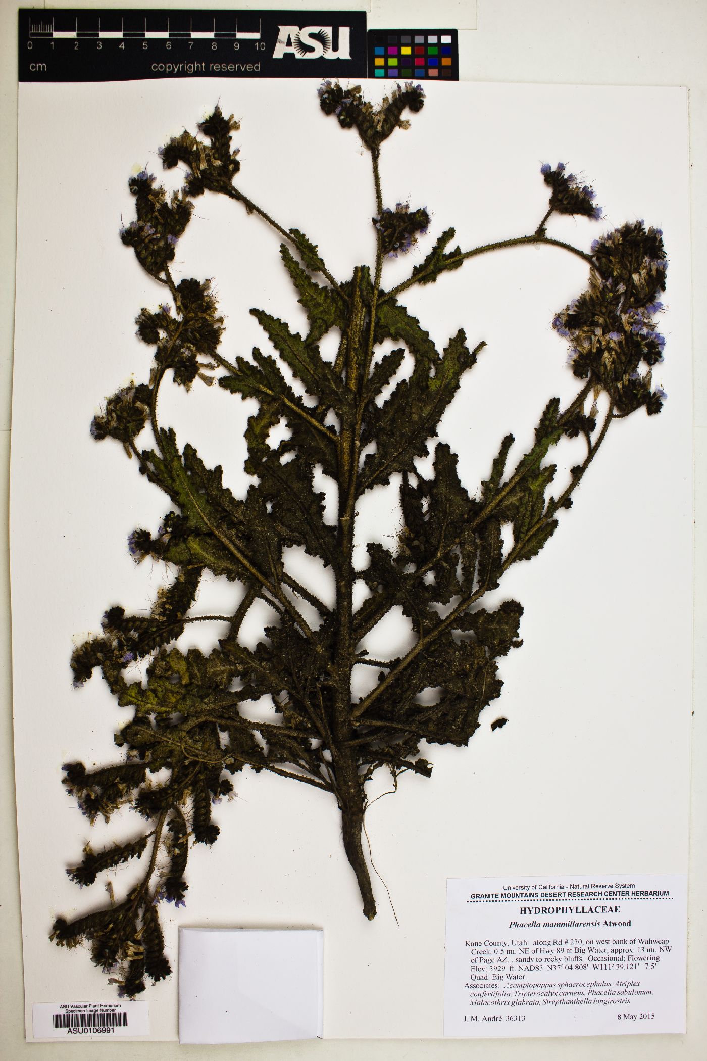Phacelia mammillarensis image