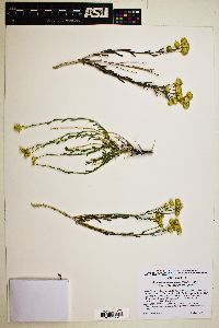 Acamptopappus sphaerocephalus var. sphaerocephalus image