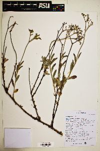 Eriogonum corymbosum image