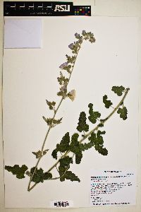 Sphaeralcea ambigua image