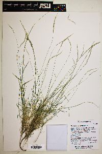 Muhlenbergia curtifolia image