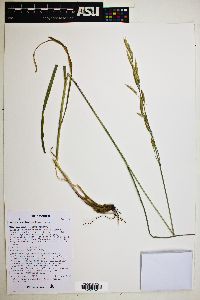 Bromus carinatus image