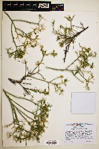 Rhinotropis acanthoclada image
