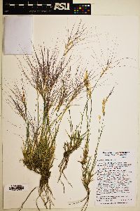 Scleropogon brevifolius image