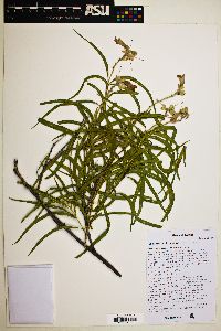 Chilopsis linearis image