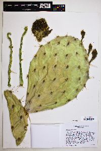 Opuntia engelmannii image