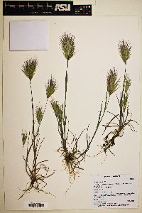 Bromus rubens image