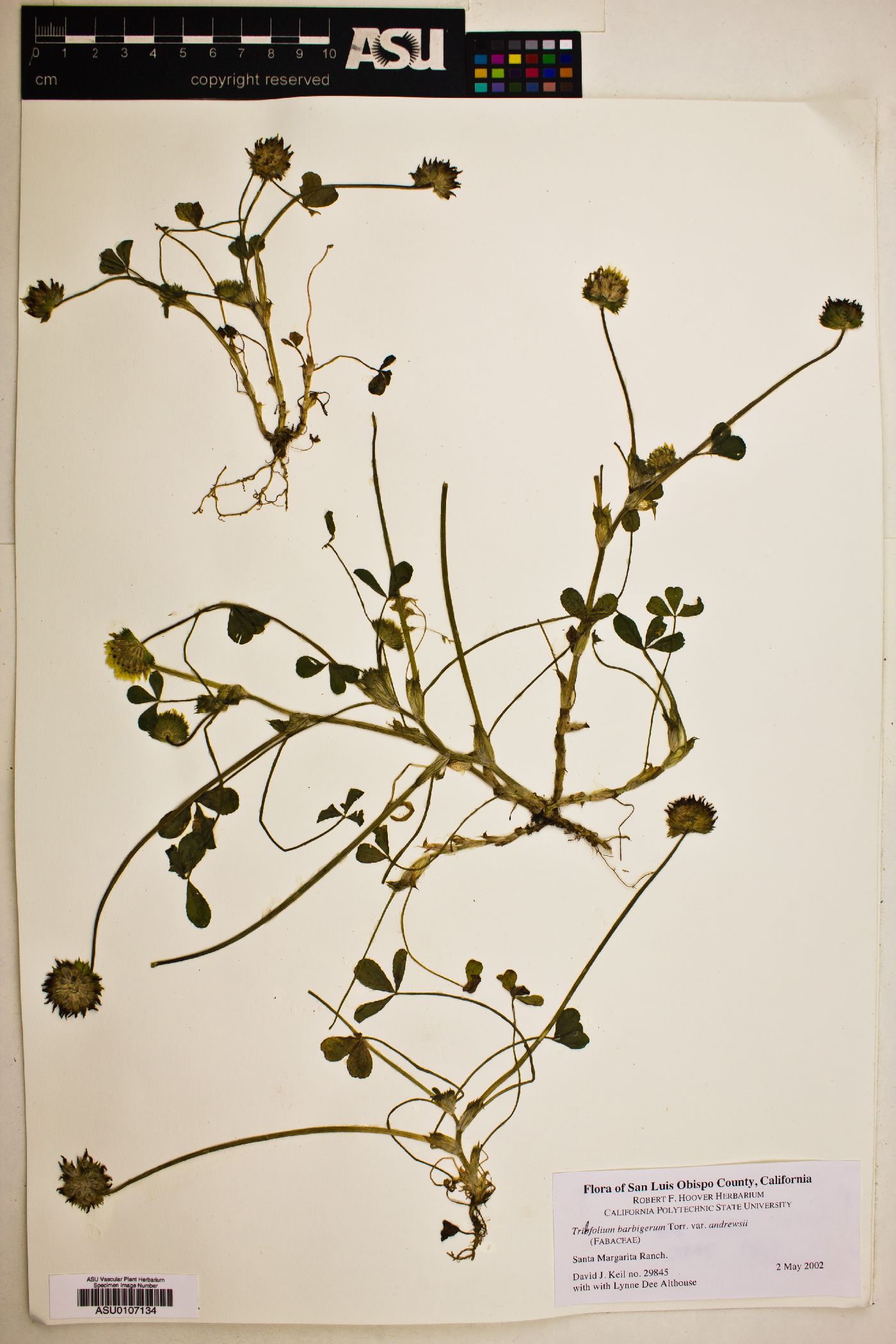 Trifolium barbigerum image