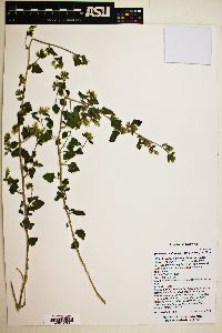 Brickellia californica image