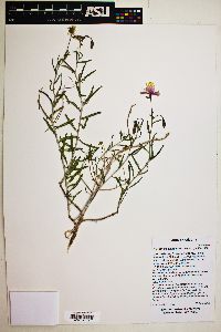 Oenothera pallida image