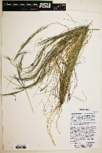 Aristida purpurea var. purpurea image