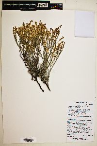 Eriogonum wrightii image