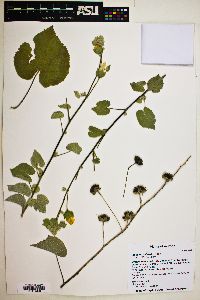 Abutilon palmeri image