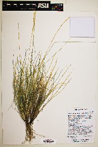 Aristida purpurea var. nealleyi image