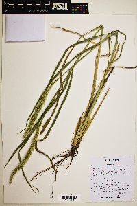 Setaria macrostachya image