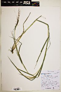 Heteropogon contortus image