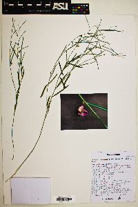 Sphinctospermum constrictum image