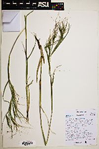 Heteropogon melanocarpus image