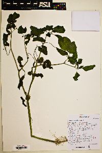 Physalis pubescens image