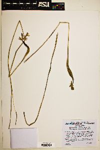 Dichelostemma capitatum image