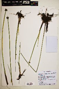 Schoenoplectus americanus image