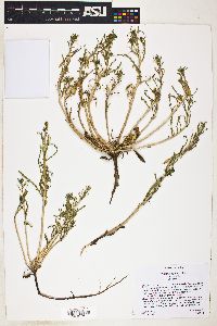 Oenothera pallida image