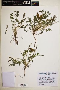 Astragalus flavus image