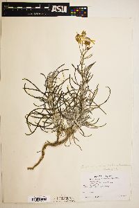 Senecio flaccidus var. flaccidus image