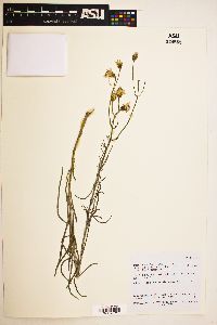 Senecio flaccidus var. flaccidus image