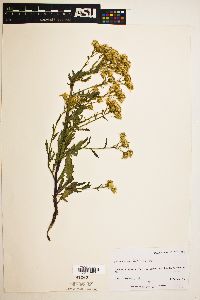 Senecio eremophilus var. kingii image