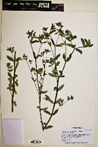 Chamaesyce hyssopifolia image