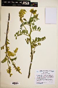 Astragalus praelongus image