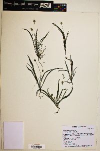 Plantago ovata image