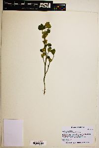 Malva parviflora image