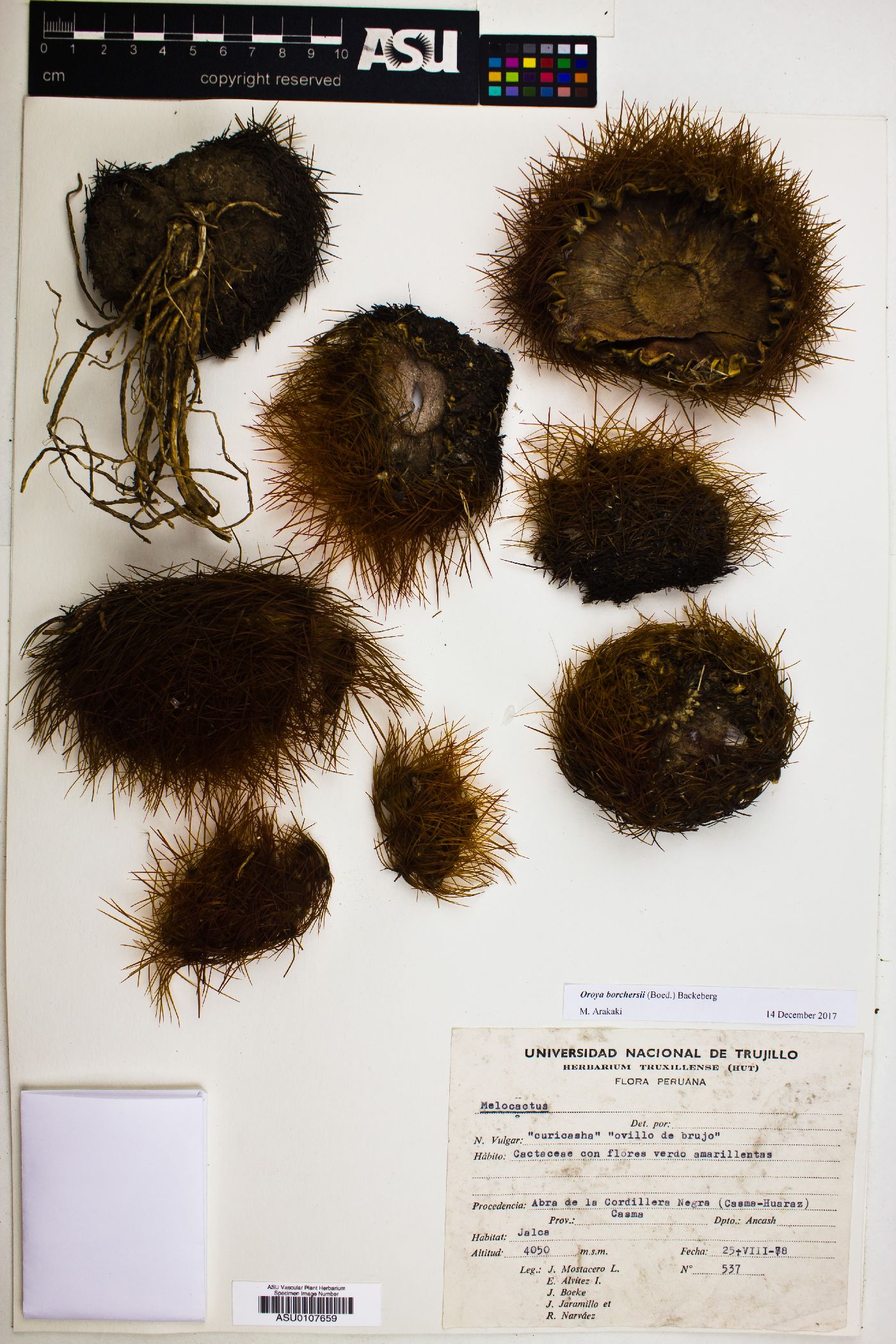 Oroya borchersii image