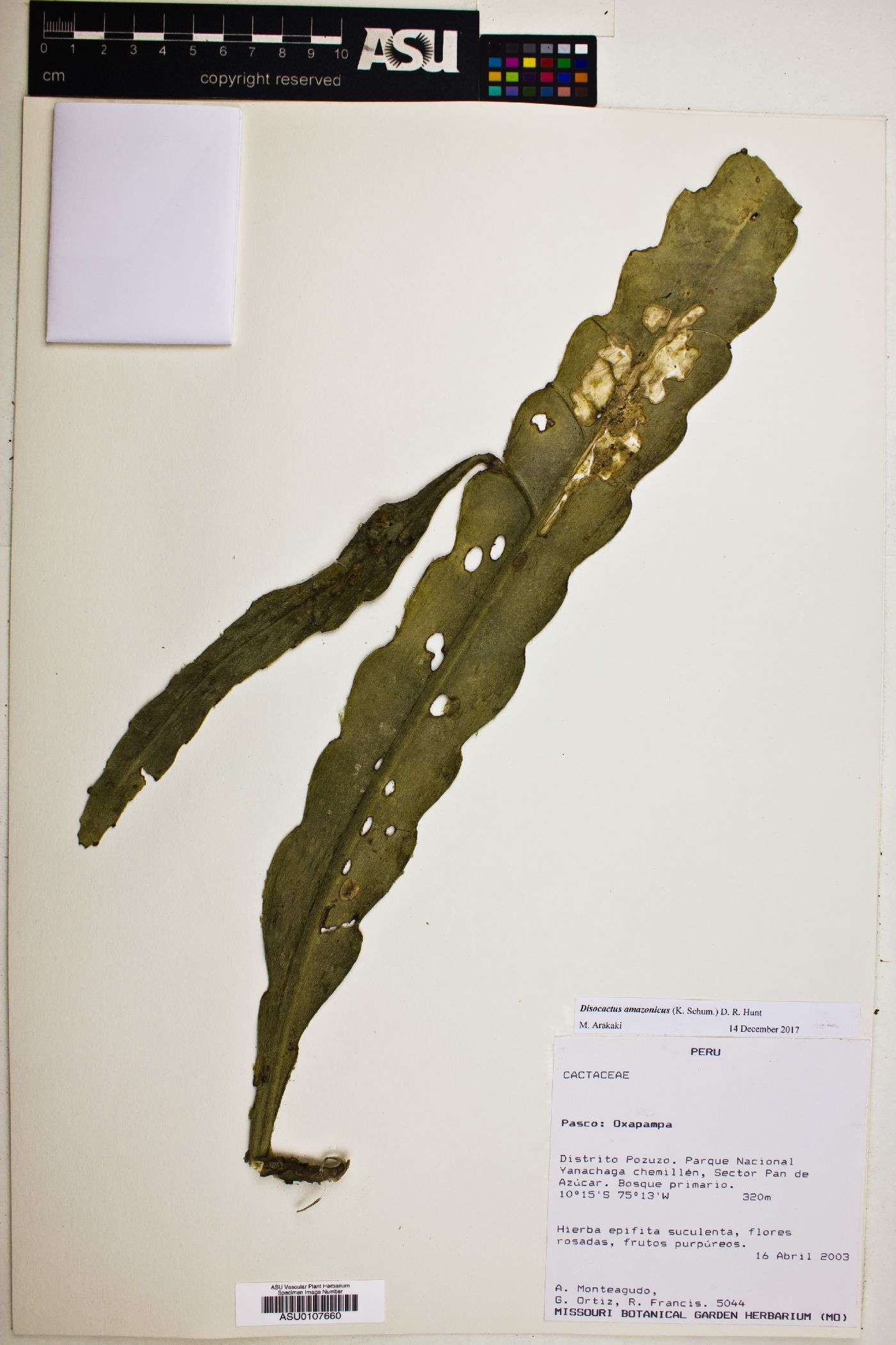 Disocactus amazonicus image