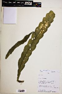 Disocactus amazonicus image