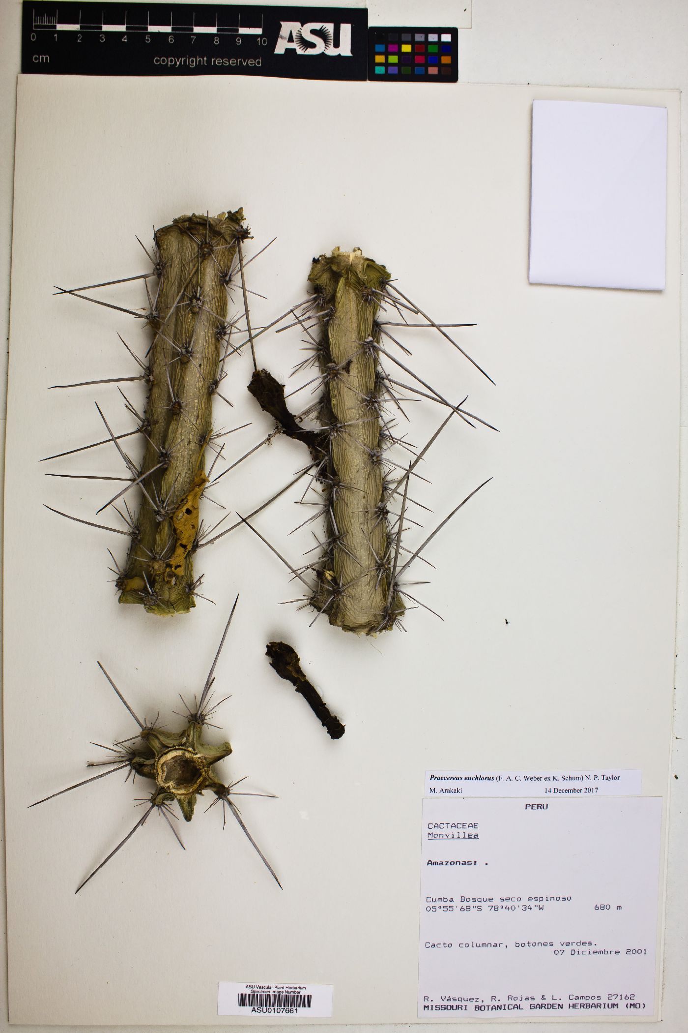 Praecereus euchlorus image