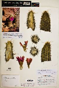 Echinocereus rebmanii image