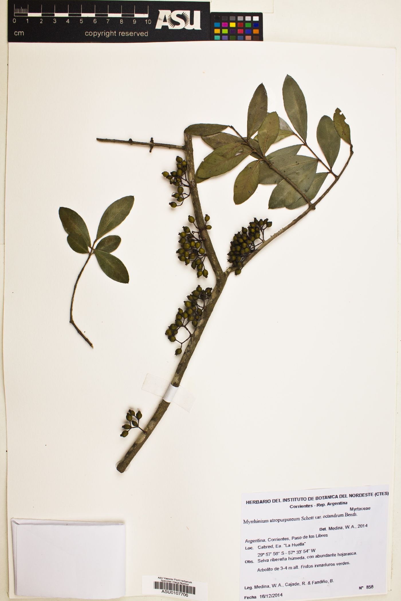 Myrrhinium atropurpureum var. octandrum image