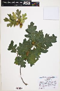 Quercus gambelii image