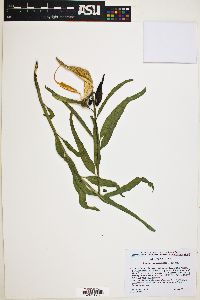 Asclepias asperula image