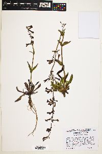 Penstemon utahensis image